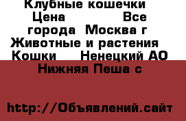 Клубные кошечки › Цена ­ 10 000 - Все города, Москва г. Животные и растения » Кошки   . Ненецкий АО,Нижняя Пеша с.